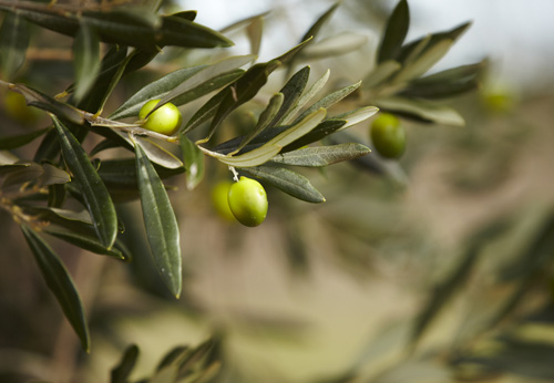 olives-grece-500x346